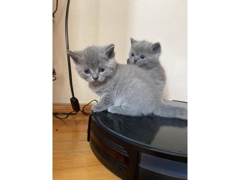 Gayet sağlıklı oyuncu british shorthair yavrularımız