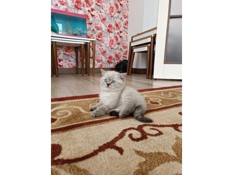 Safkan kedimiz esi yoktur kimsede