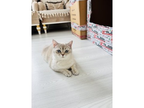 Prenses british shorthair kızlarımız