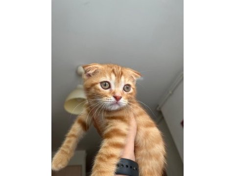 Yakışıklı scottish fold kedimiz
