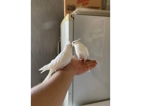 Albino sultan papağanı
