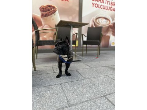 French bulldog erkek