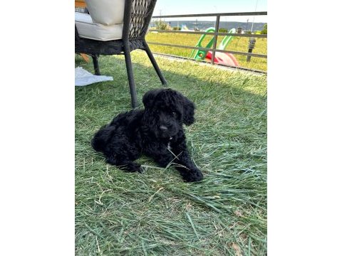 Sakin çok güzel bir poodle yavru