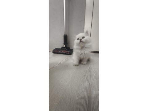 A kalite british longhair