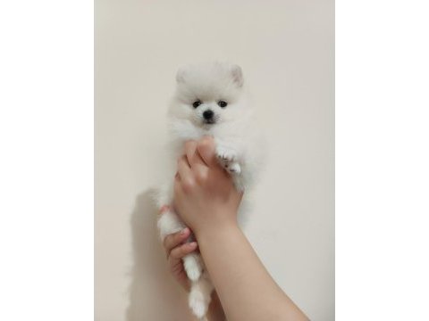 Dişi ve erkek yavru pomeranian