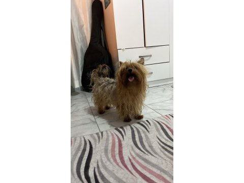 Çift damızlık yorkshire terrier