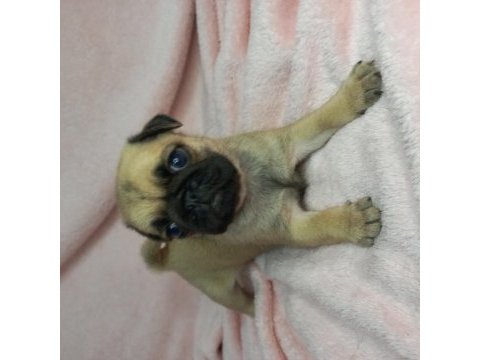 Pug yavruları
