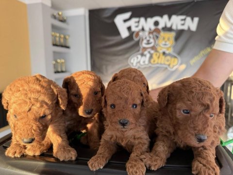 Shoooowwww kalite toy poodle yavrular ankara mağazamızda