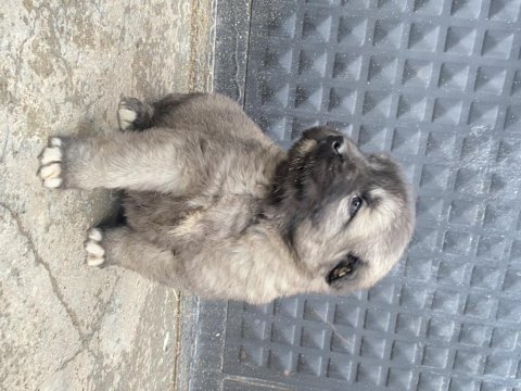 Kangal yavruları karabaş
