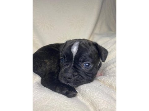 Yavru erkek french bulldog