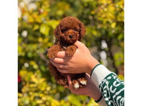 Birbirinden güzel toy poodle bebeklerimiz