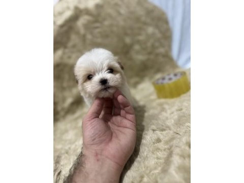 Orijinal maltipoo yavruları