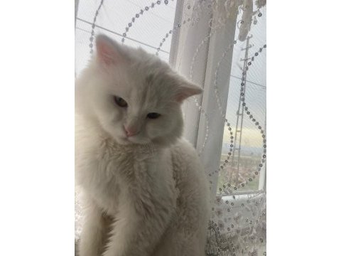11 aylık melez oğluma yuva arıyorum (chinchilla melez)