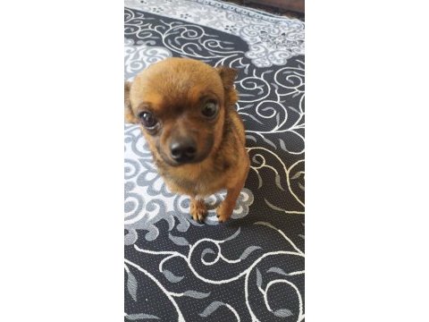 Canım chihuahua köpeğim