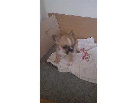1 aylık erkek orijinal fransız bulldogu (yavru)