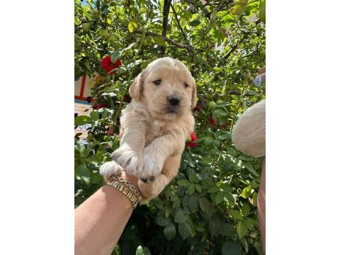 Golden retriever bebekler