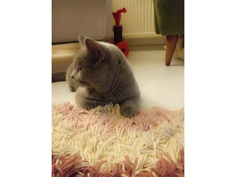 Saf ırk british shorthair 6 aylık