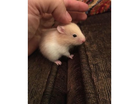 Hamster-gonzales yavrularımız heryere gönderim