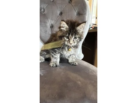 Mco safkan dişi orman rengi maine coon