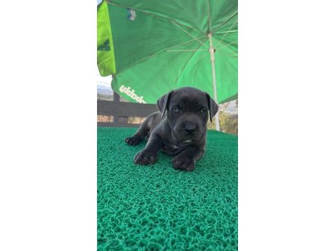 Cane corso yavrular