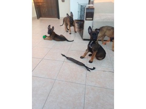 Malinois yavrularım fcı / kıf şecereli