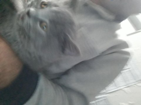 British shorthair kedimiz