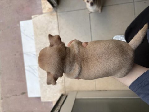 1.5 aylık orijinal chihuahua yavruları