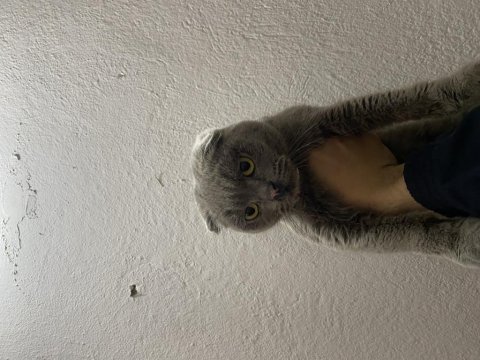 Scottish fold 11 aylık dişi
