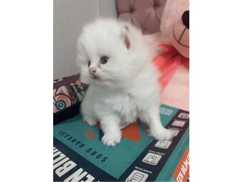 Teslime hazır oyuncu british longhair bebekler