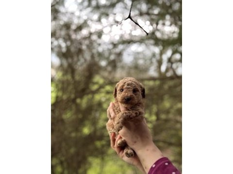 Toy poodle dışı yavrumuz yeni yuvasına hazır