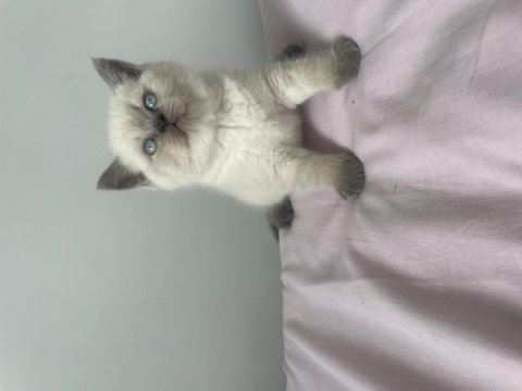 Safkan blue point bir dişi bir erkek kedimiz