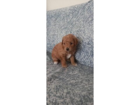 A kalite şecereli maltipoo yavrularımız
