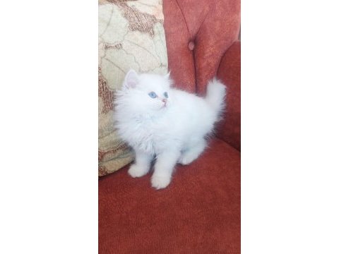 British longhair sağlıklı oyuncu kedimiz