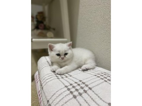 British shorthair silver point