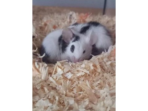 Panda mice yavrular ve malzemeleri adrese teslim vardır