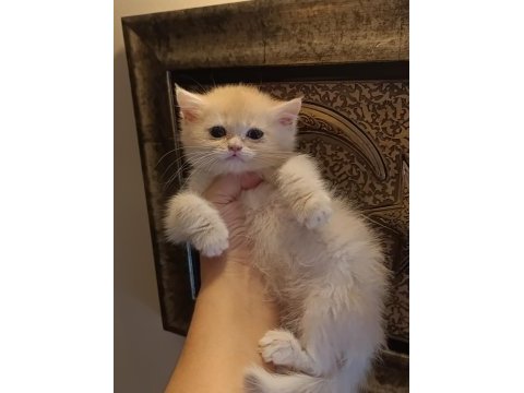 Lilac golden erkek yavru british shorthair