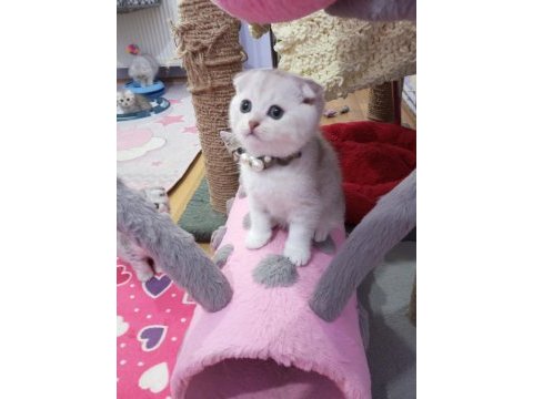 Safkan scottish fold ve straight yavrular catteryden
