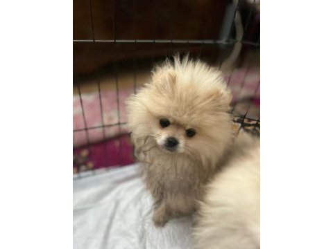 3 aylık pomeranian yavrularım