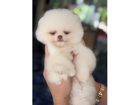 Kusursuz karbeyaz mavi gözlü pomeranian boo