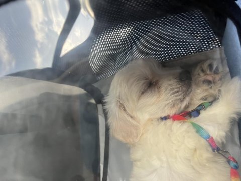 Maltese 0 yavru