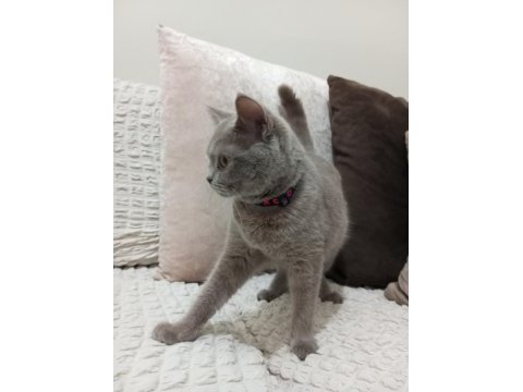 British shorthair kedimiz
