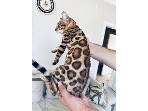 Saf kan bengal