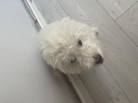 Evcil maltese terrier