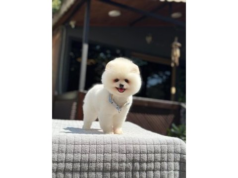 Sağlık ve ırk garantili pomeranian