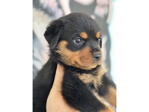Son rottweiler yavrularım