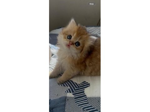 Safkan british longhair yavrular