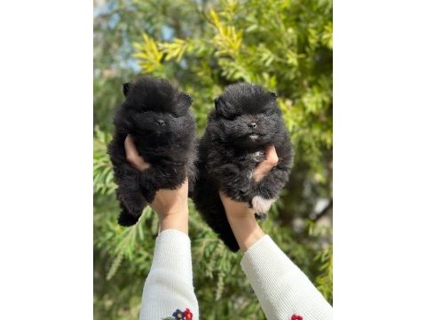Pomeranian boo yavruları orjinal