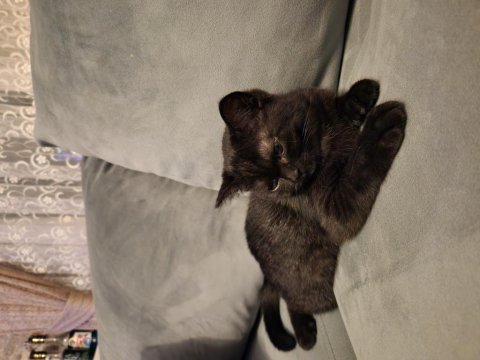 2 aylık yavru british longhair siyah