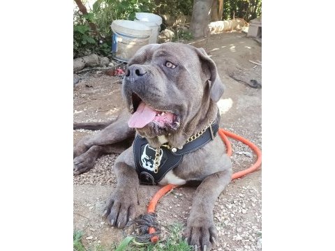 Cane corso 1.5 yaşında erkek