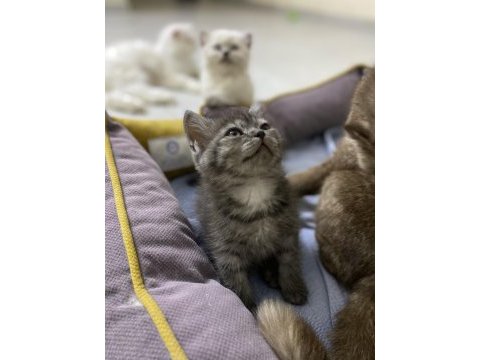 British shorthair